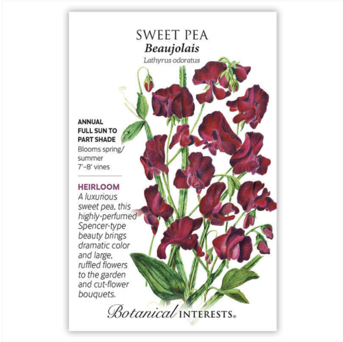 بازيلاء حلوة متسلقة - Beaujolais Sweet Pea