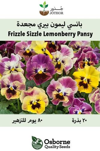 بذور بانسي ليمون بيري - Frizzle Sizzle Lemonberry Untreated Pansy Seeds