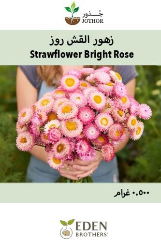 بذور زهور القش روز - Silvery Rose Strawflower
