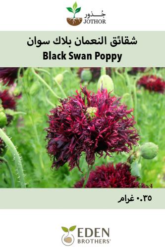 بذور شقائق النعمان بلاك سوان - Poppy Seeds