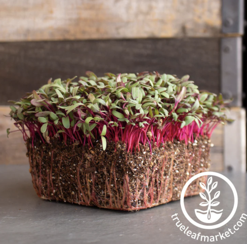 بذور الشمندر للمايكروجرينز والاستنبات - Beet Microgreens Seeds