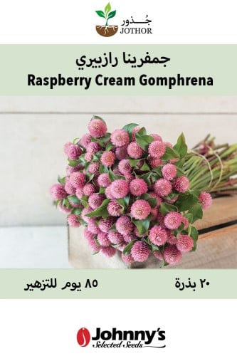 بذور جمفرينا راز بيري - Raspberry Cream Gomphrena