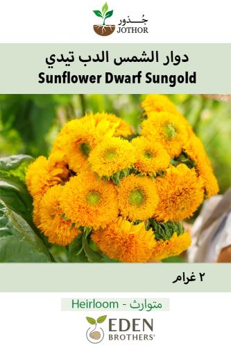 بذور دوار الشمس الدب تيدي - Sunflower Yellow Pygmy Seeds