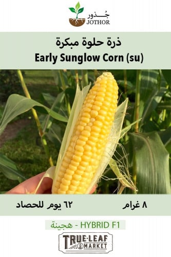 بذور ذرة حلوة مبكرة - CORN EARLY SUNGLOW Seeds