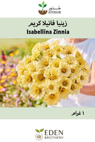 بذور زينيا فانيلا كريم  - Isabellina Zinnia Seeds
