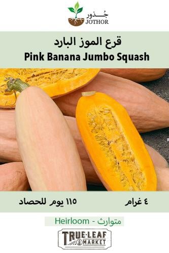 قرع الموز الوردي -  Pink Banana Jumbo Winter Squash Seeds
