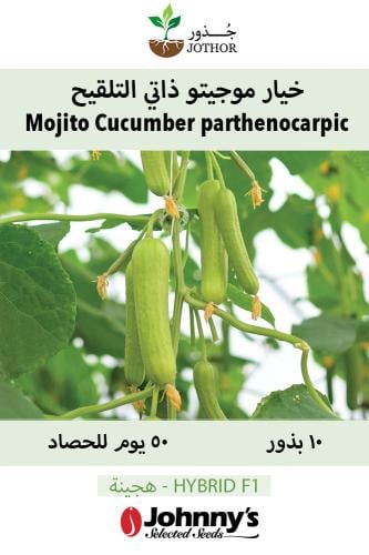 بذور خيار موجيتو ذاتي التلقيح - MOJITO Cucmber Seeds