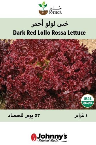 بذور خس لولو - Dark Lollo Rossa Lettuce Seeds
