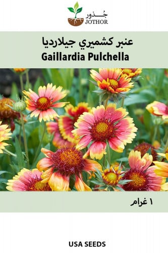 عنبر كشميري - Pulchella Gaillardia Seeds