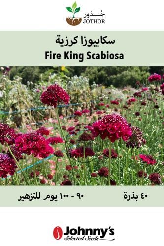 بذور سكابيوسا كرزية - Fire King Scabiosa Seeds
