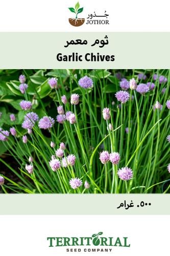 بذور ثوم معمر - Chive Seed