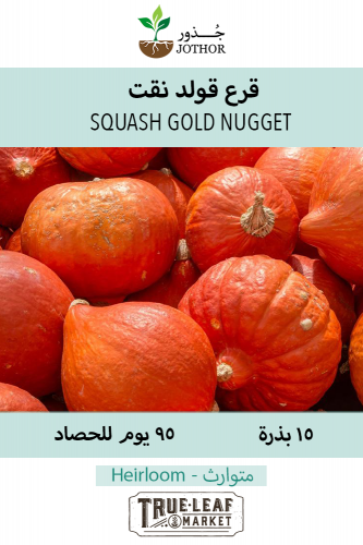 قرع Squash Winter متجر جذور