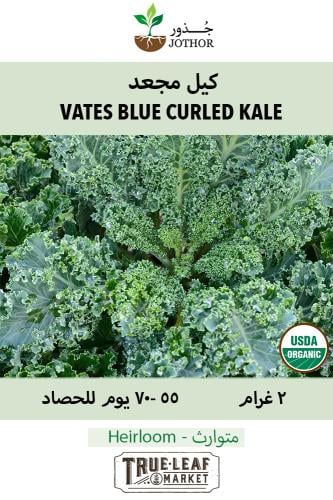 بذور كيل مجعد - Kale Vates Blue Scotch Curled Seeds