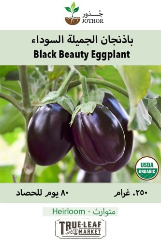 بذور باذنجان الجميلة السوداء - Black Beauty Eggplant Seeds