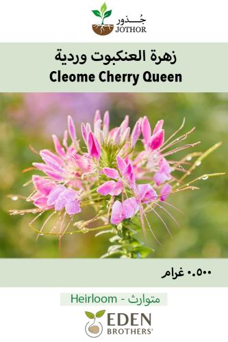 بذور زهرة العنكبوت وردية - Cherry Queen Cleome Seeds