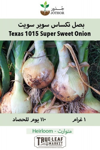 بذور بصل تكساس سوبر سويت - Texas 1015 Super Sweet Onion Seeds