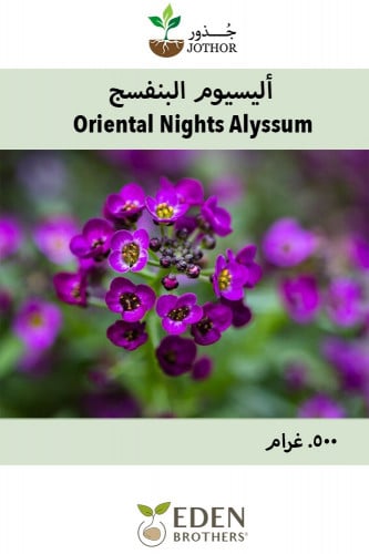 بذور اليسيوم البنفسج - Oriental Nights Alyssum Seeds