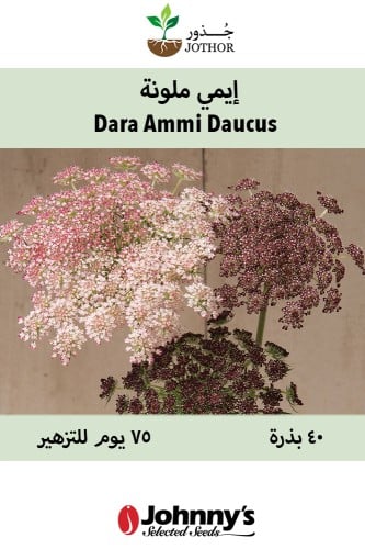 بذور ايمي ملونة - Dara Ammi Daucus Seeds