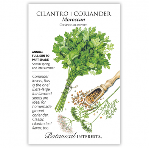 بذور كزبرة مغربية - Moroccan Cilantro Seeds