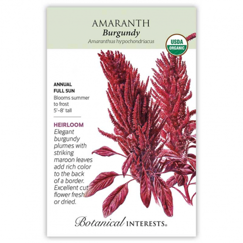 بذور امارانث برغندي - Amaranth Burgundy Seeds