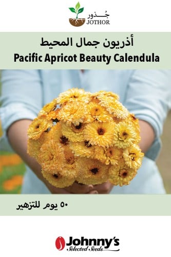 بذور اذريون جمال المحيط - Pacific Apricot Beauty Calendula Seed