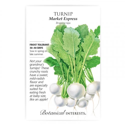 بذور لفت أبيض - Turnip, Market Express Turnip Seeds