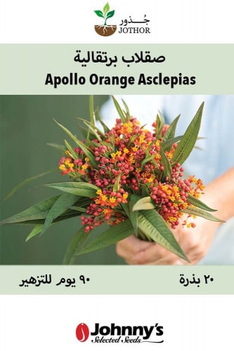 بذور صقلاب برتقالية - Apollo Orange Asclepias Seed