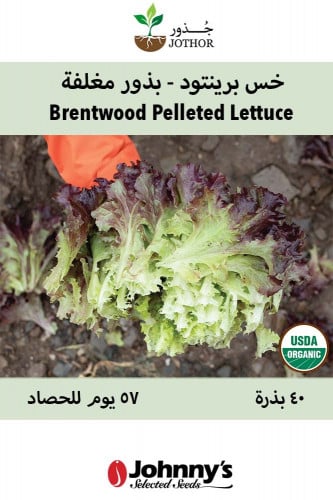 بذور خس برينتود - بذور مغلفة - Brentwood Organic Pelleted Lettuce Seeds