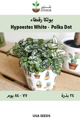 بذور بولكا رقطاء بيضاء - Hypoestes White Polka Dot...