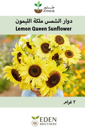 بذور دوار الشمس ملكة الليمون - Lemon Queen Sunflower Seeds