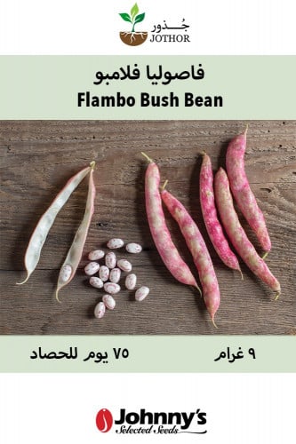 بذور فاصوليا فلامبو - Flambo Fresh Shell Beans Seeds