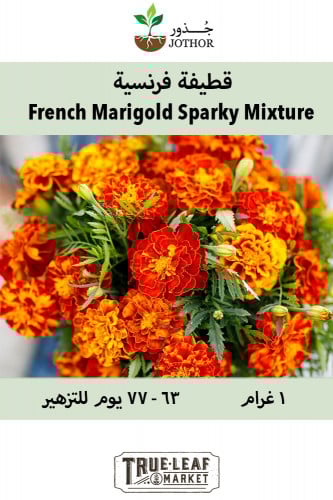بذور قطيفة فرنسية - Sparky Mixture French Marigold Seeds