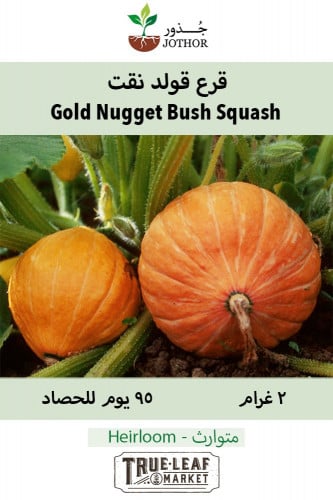 بذور قرع قولد نقت - SQUASH GOLD NUGGET Seeds