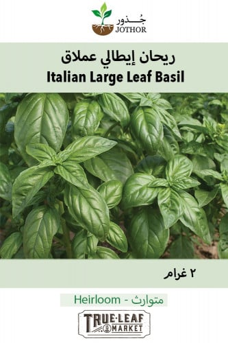 Basil Seeds Italian Large Leaf