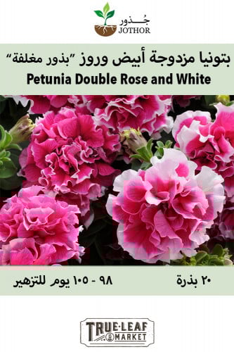بذور بتونيا مزدوجة أبيض وروز - Double Madness Series Rose and White Petunia Seeds