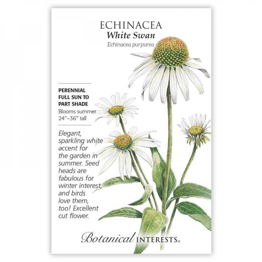 بذور اكنيشيا الوزة البيضاء - Echinacea White Swan Seeds