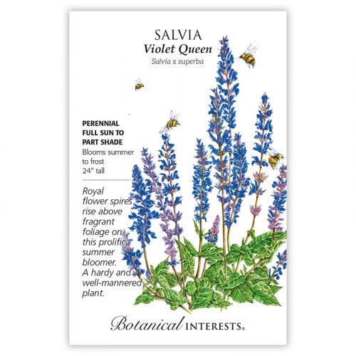 بذور سلفيا - Salvia Violet Queen Seeds