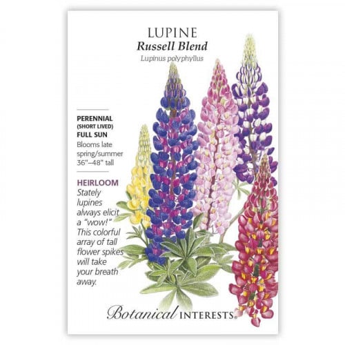 Lupine Russell Blend