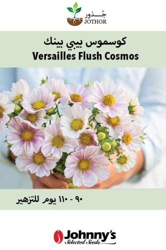 بذور كوسموس بيبي بينك - Versailles Flush Cosmos Seed