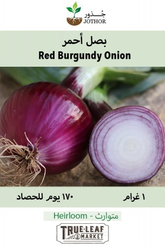 بذور بصل أحمر - Red Burgundy Onion Seeds
