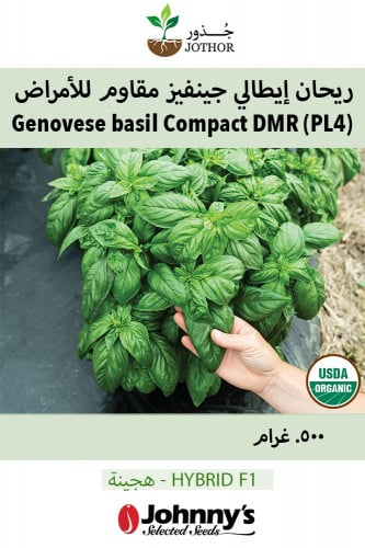 بذور ريحان إيطالي جنفيز مقاوم للأمراض - Compact DMR (PL4) Organic (F1) Basil Seed