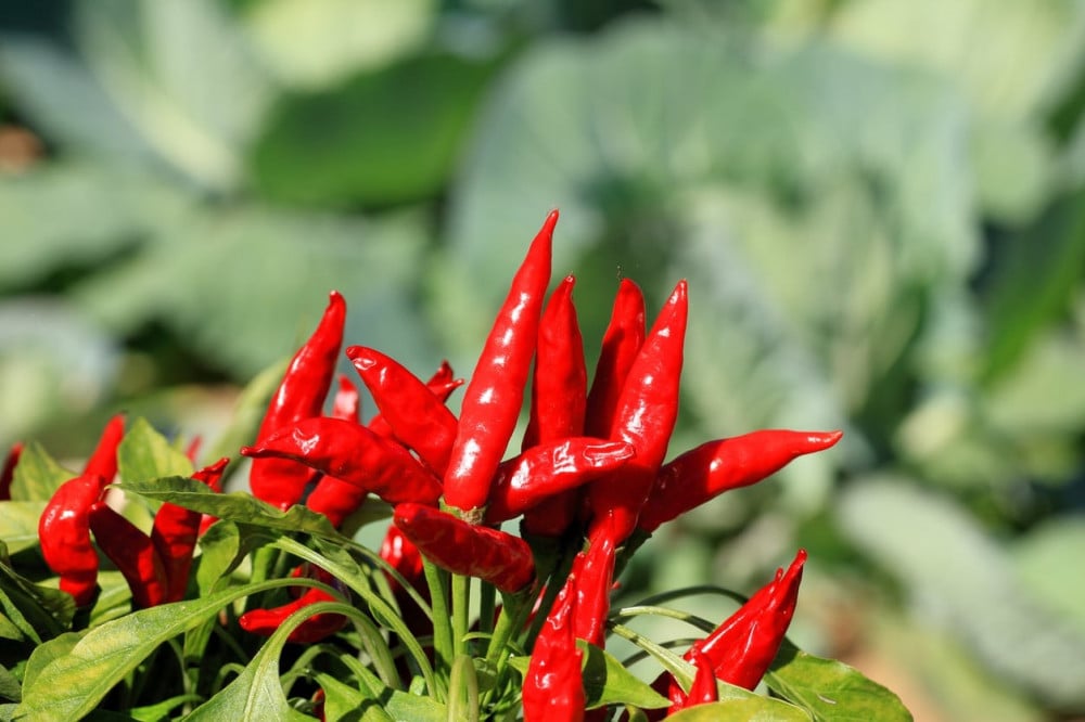 بذور فلفل سانتكا - Santaka Chile Pepper Seeds