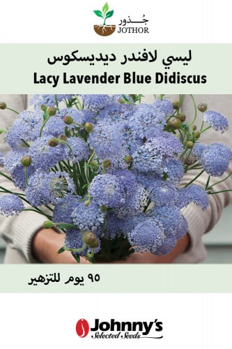 بذور ليسي لافندر ديسيكسوس - Lacy Lavender Blue Didiscus Seed