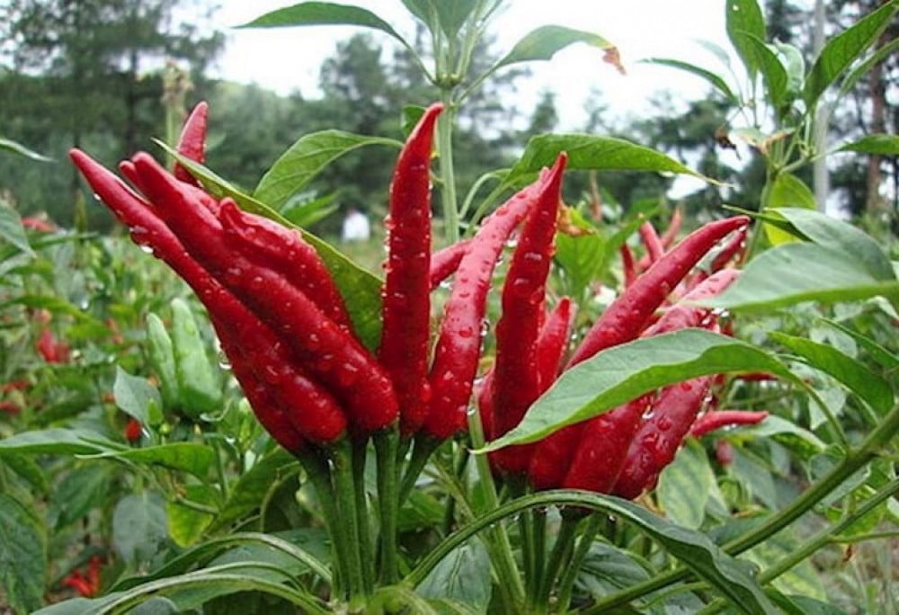 بذور فلفل سانتكا - Santaka Chile Pepper Seeds