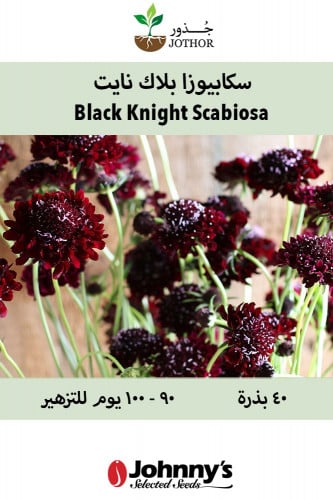 سكابيوزا بلاك نايت - Black Knight Scabiosa Seed