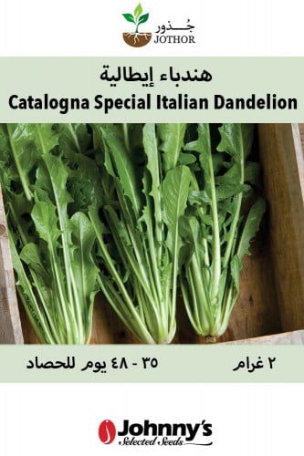 بذور هندباء ايطالية - Catalogna Special Italian Dandelion Seeds