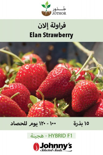 بذور فراولة إلان - Elan (F1) Strawberry Seeds