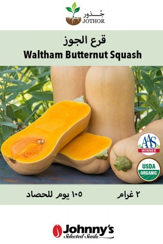 بذور قرع الجوز عضوي - Waltham Butternut Winter Squash Seeds
