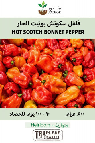 بذور فلفل سكوتش بونيت الحار - Pepper Hot Scotch Bo...