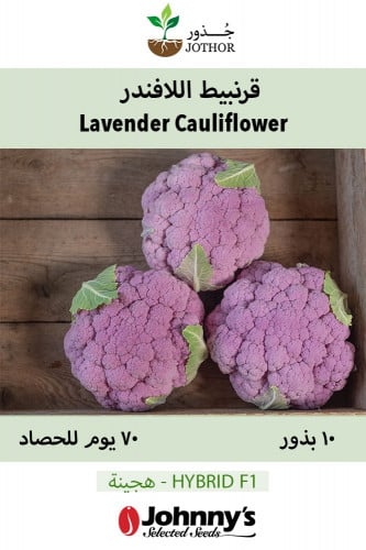 بذور قرنبيط اللافندر -  Lavender (F1) Cauliflower Seeds